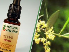 Bach Flower Olive